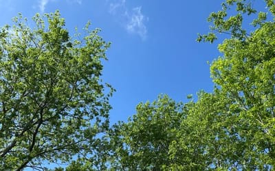 Green treetop with blue sky behind them