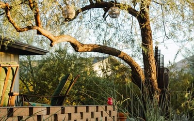 Comment on the Tree Guidelines section.