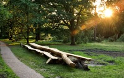 Natural wooden picnic table near trees in Lilly Hill Park