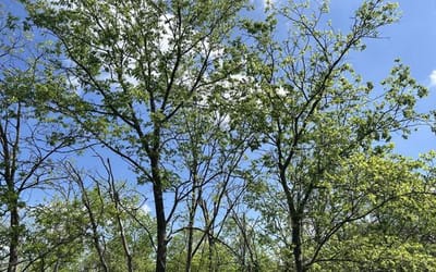 Feedback on the Tree Preservation Code Amendments