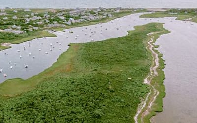 Report a Harmful Algal Bloom