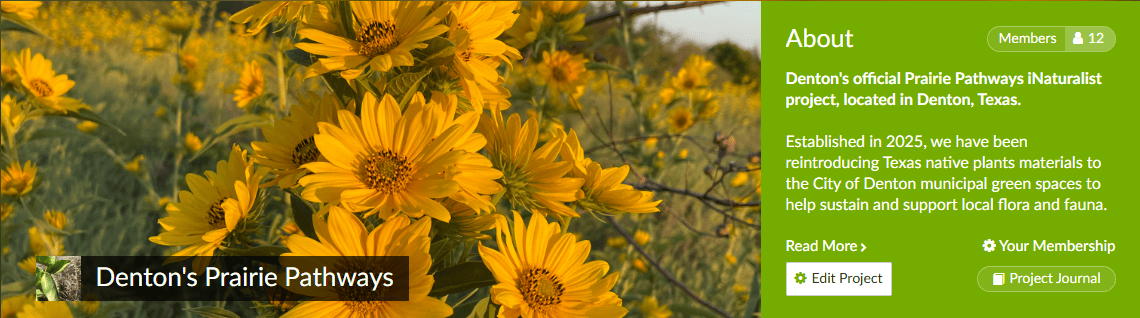 Banner image showing close up of yellow flowers (Maximillian Sunflowers) with green field in the background filled with additional yellow flowers (Maximillian Sunflowers). [Bottom left] Text reading Denton's Prairie Pathways. [Right side] Green text box reading "Denton's official Prairie Pathways iNaturalist project, located in Denton, Texas.  Established in 2025, we have been reintroducing Texas native plants materials to the City of Denton municipal green spaces to help sustain and support local flora and fauna."