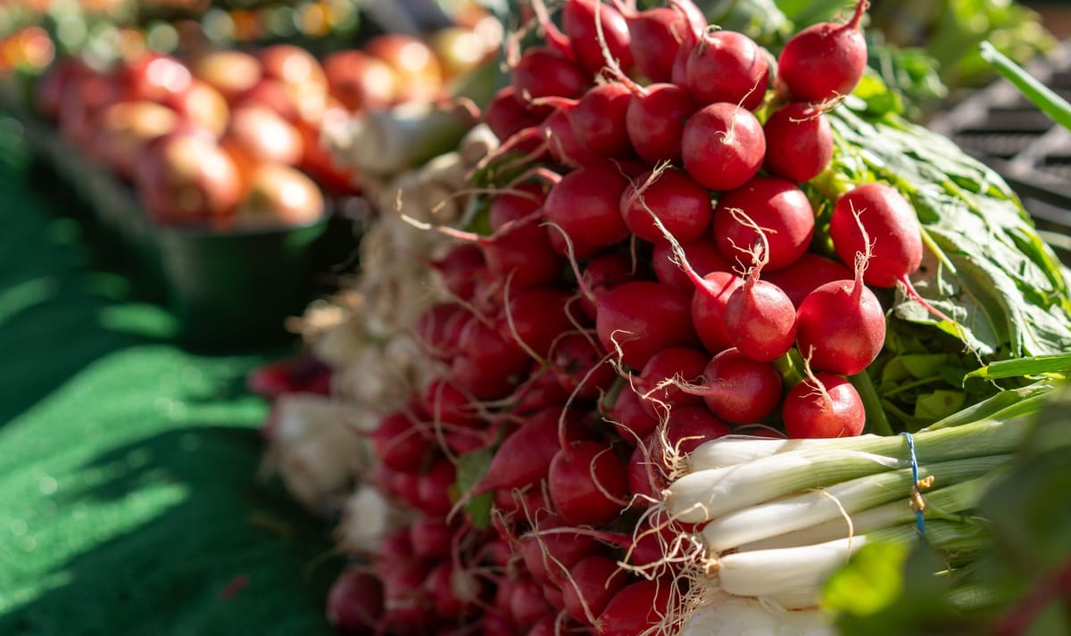 Image of a large bundle of radishes
