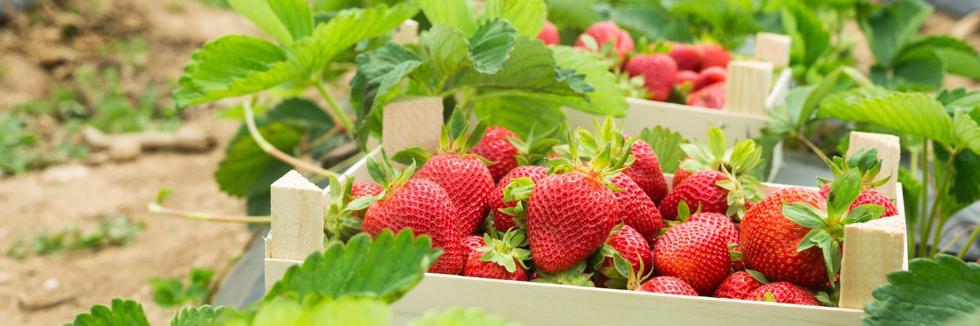 fresh strawberries