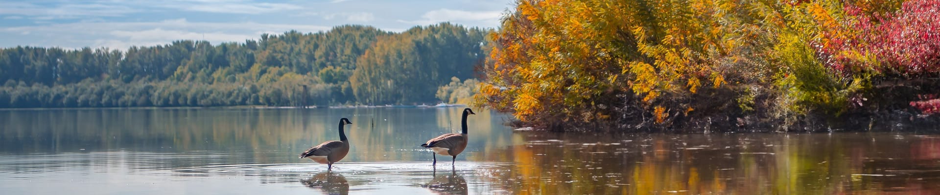 Canadian Geese stand in Vancouver Lake with autumn foliage in the background.