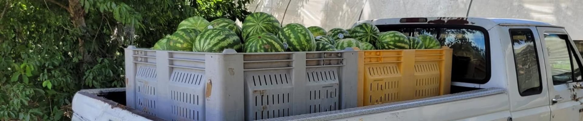 Locally grown watermelon on farm truck