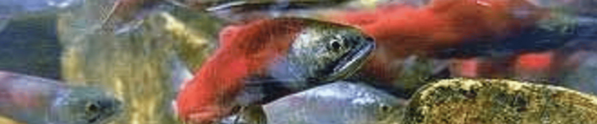 Salmon swimming upstream