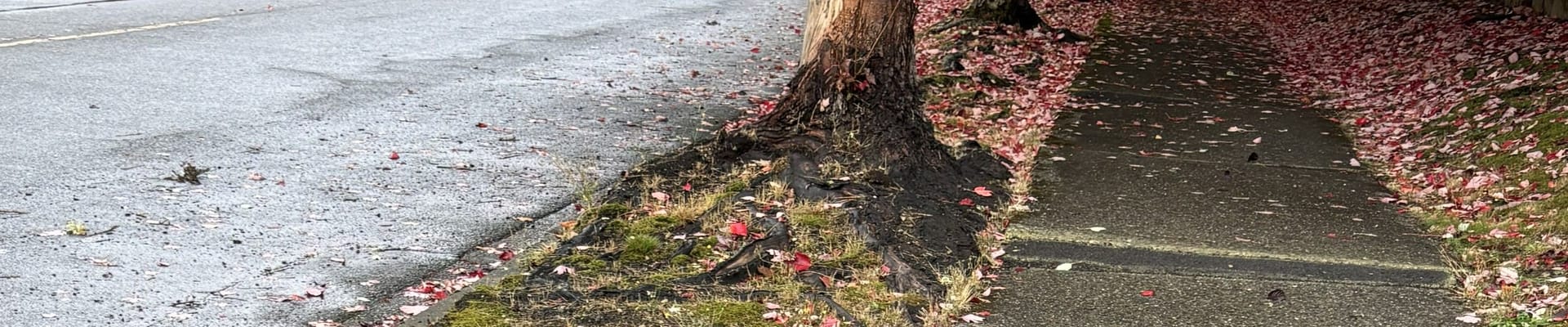 A concrete sidewalk on a tree-lined street has a lifted panel, due to tree root intrusion, that has been ramped with asphalt and painted yellow.