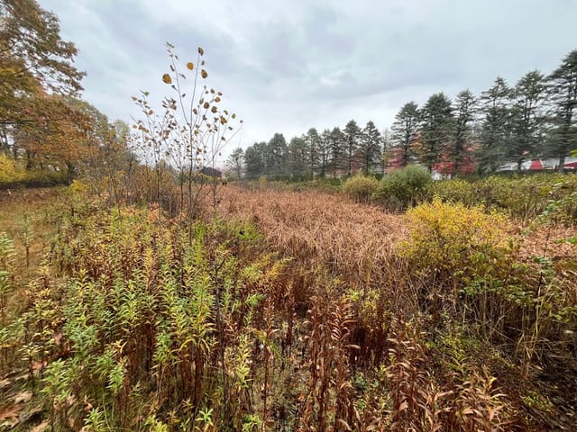 Existing Palmer Ave Detention Basin
