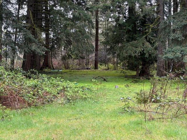 Grassy open area looking into a more densely forested area.