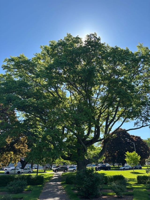 Pin Oak 
