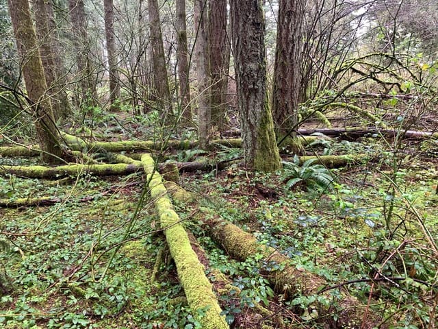 Tall trees surrounded by some trees that have fallen naturally which are now covered in moss and plants. 
