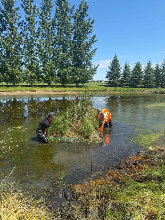 RM of Springfield employees moving the floating ponds 
