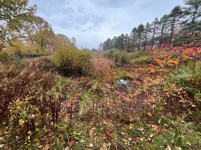 Existing Palmer Ave Detention Basin