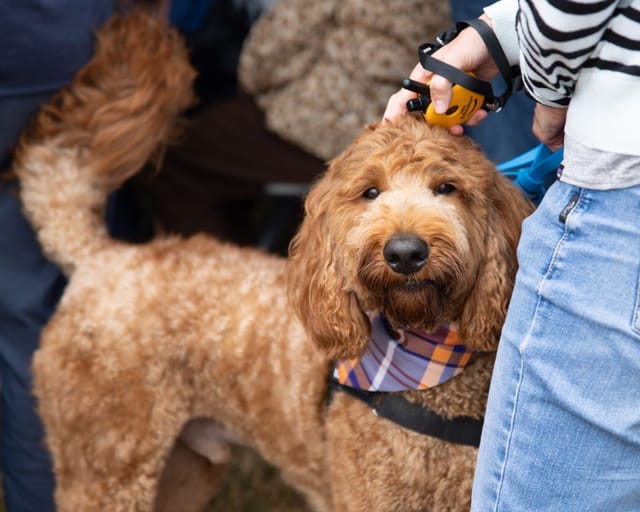 a dog and its owner