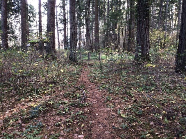 Primitive dirt paths go through a forested area.