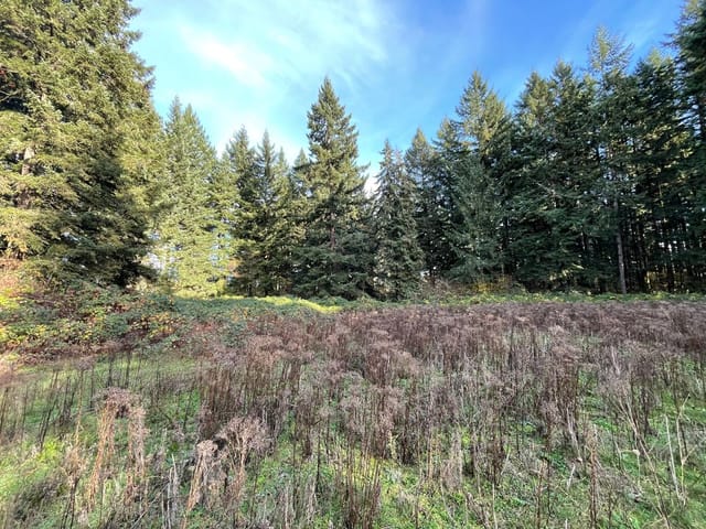 A grassy open area surrounded by tall trees at a forest edge.