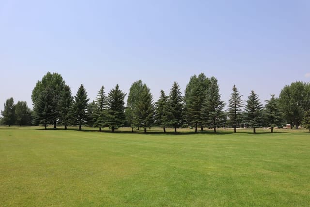 Open grassy field in a Laramie park bordered by rows of mature trees under a clear sky.