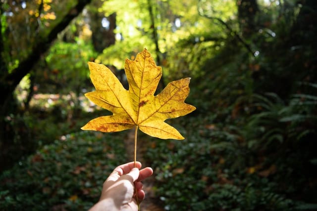 A person holding a yellow leaf from a Big-Leaf Maple tree.