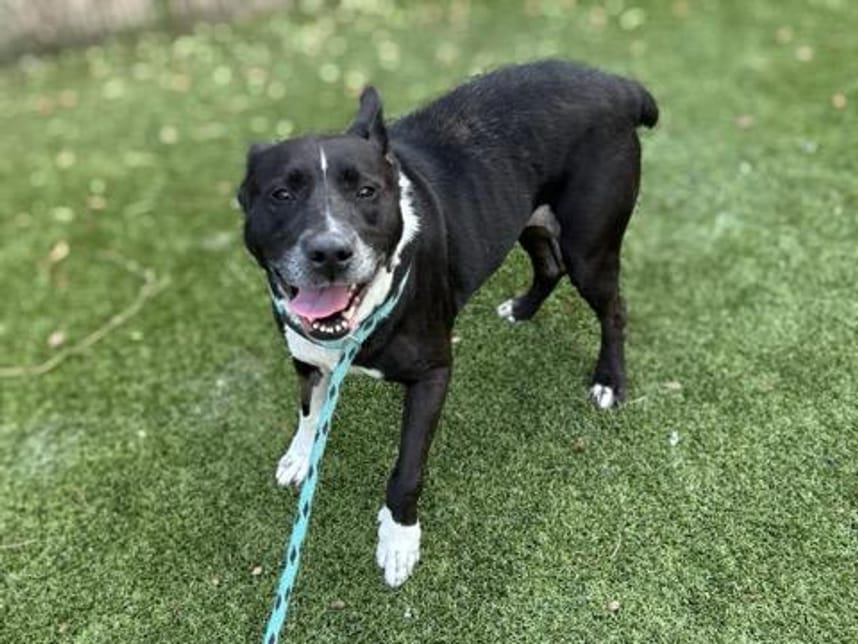 Dog available for adoption