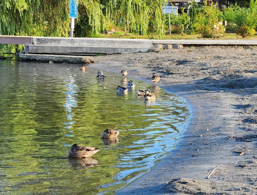 North Cove beach