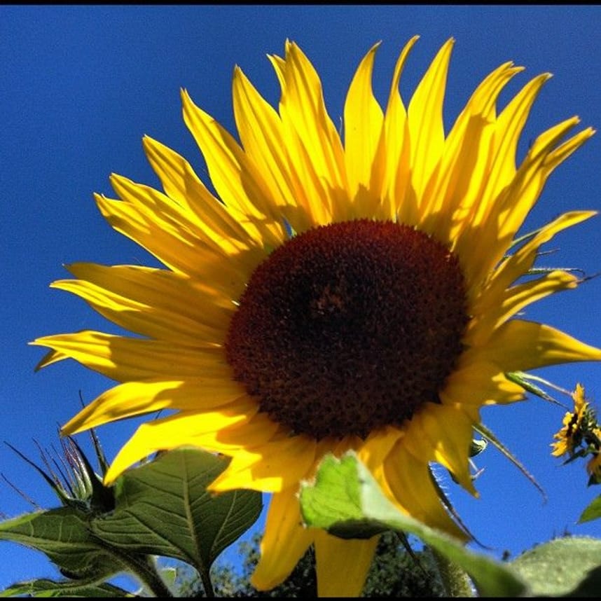 sunflower