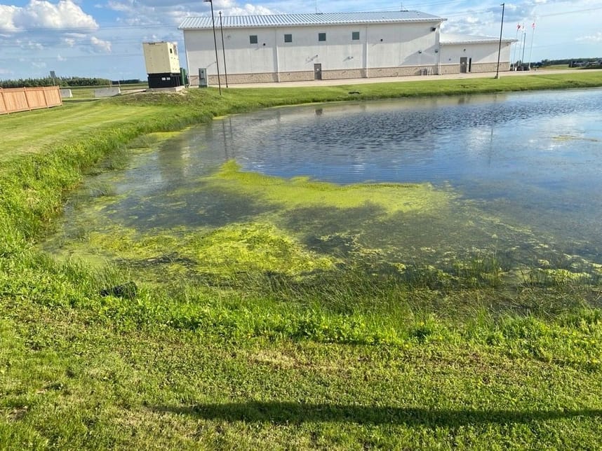 Algae bloom in the retention pond surrounding the RM of Springfield Municipal Office