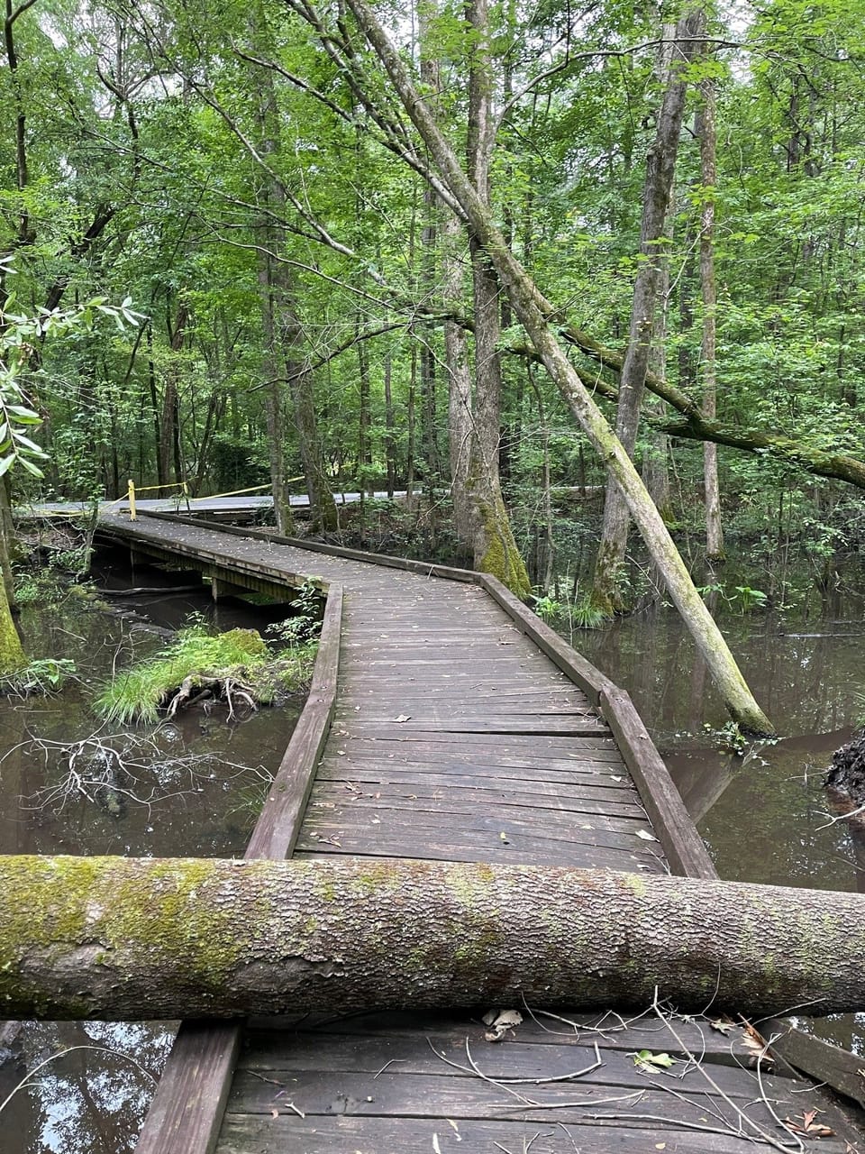 Down Tree/ Boardwalk Damage