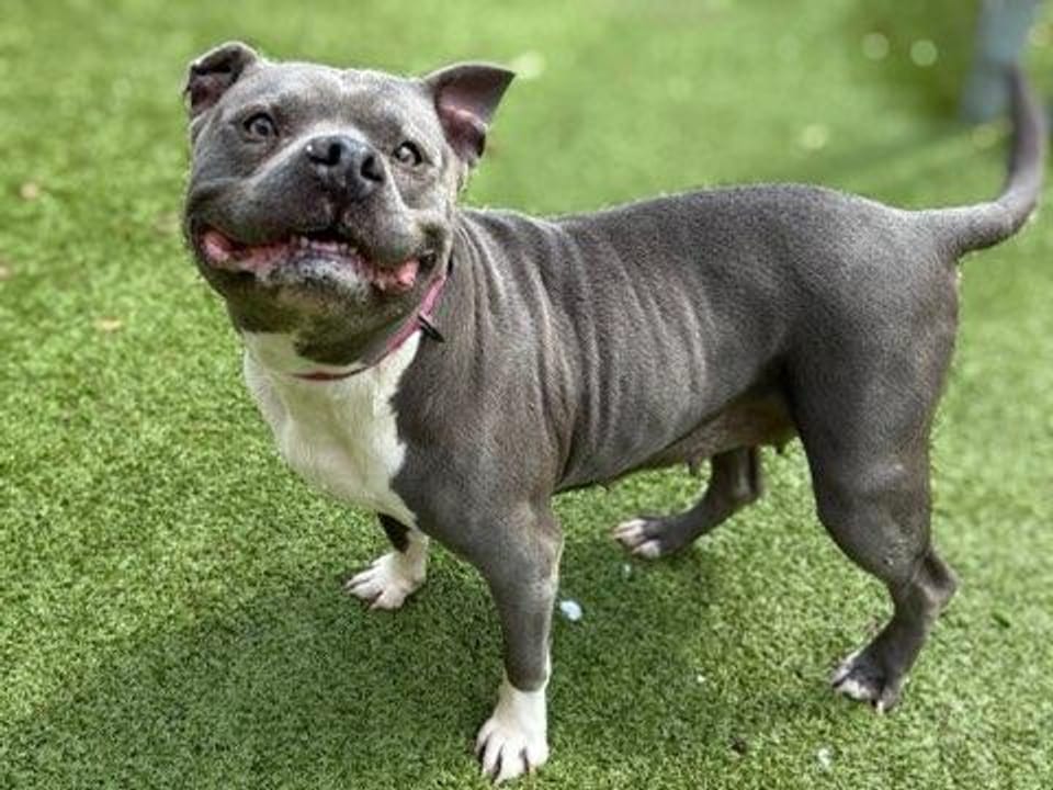 Dog available for adoption