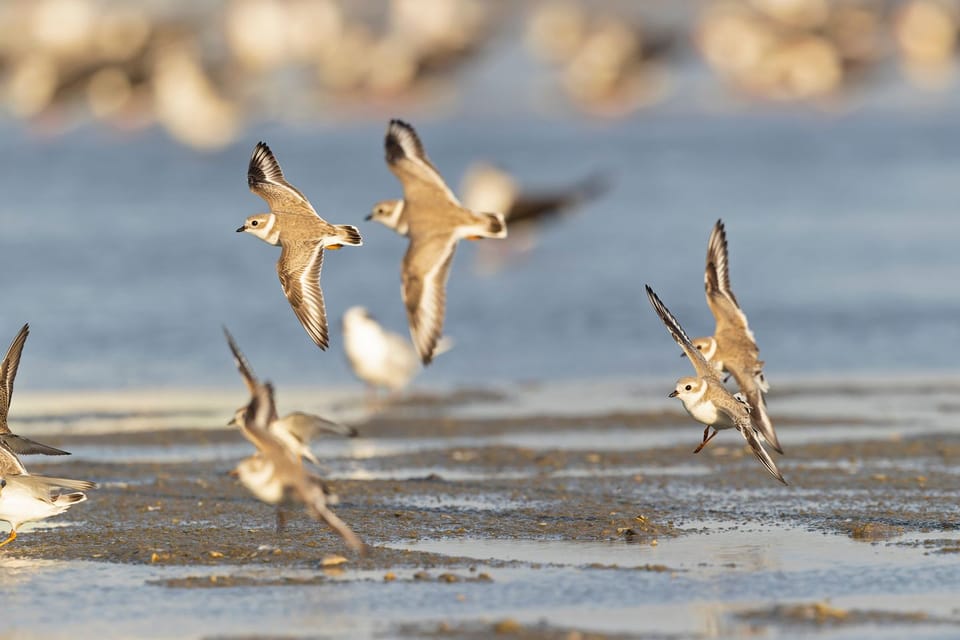 birds flying and landing on beach