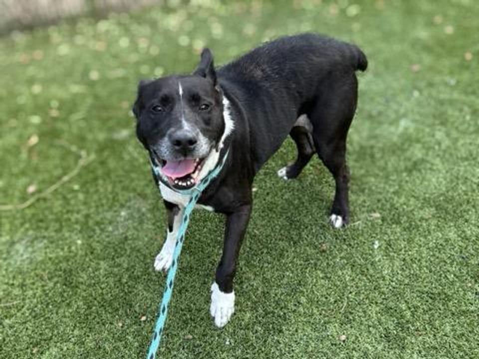 Dog available for adoption