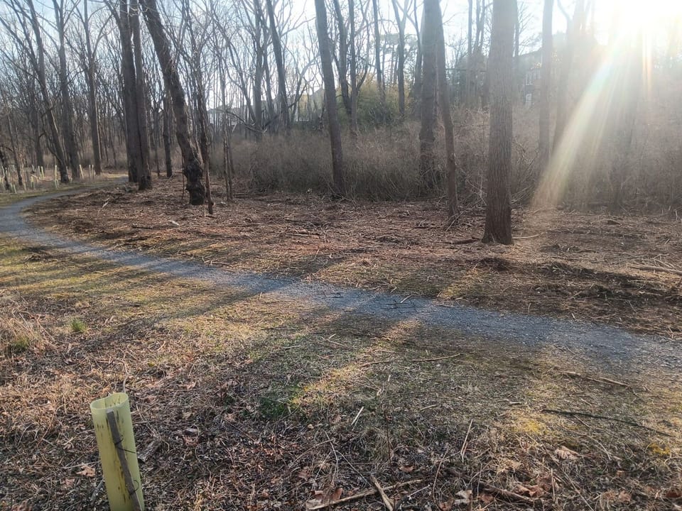 Photograph of vegetation changes after invasive species have been removed at the park. 
