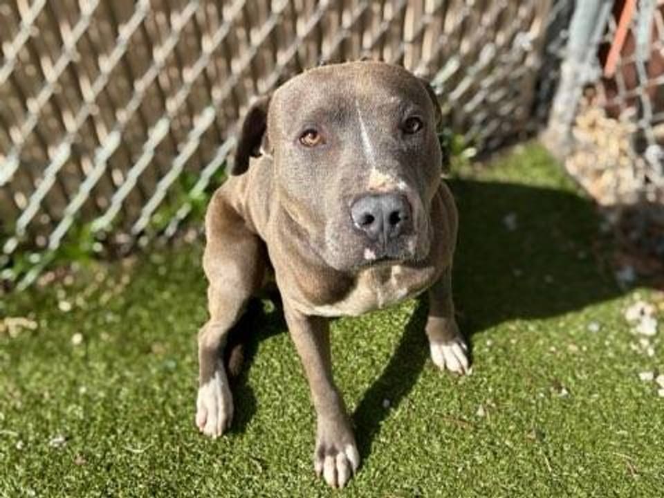 Dog available for adoption