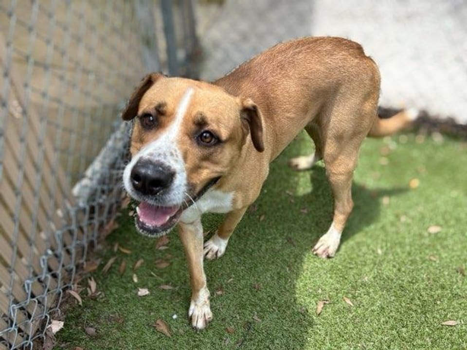 Dog available for adoption