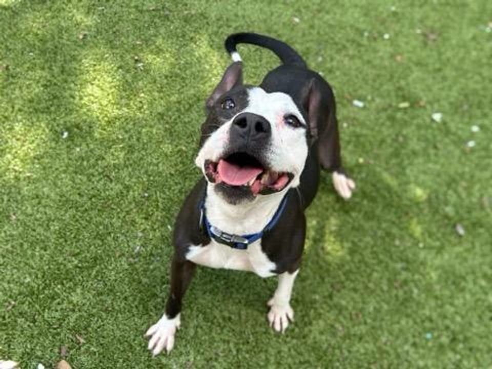 Dog available for adoption