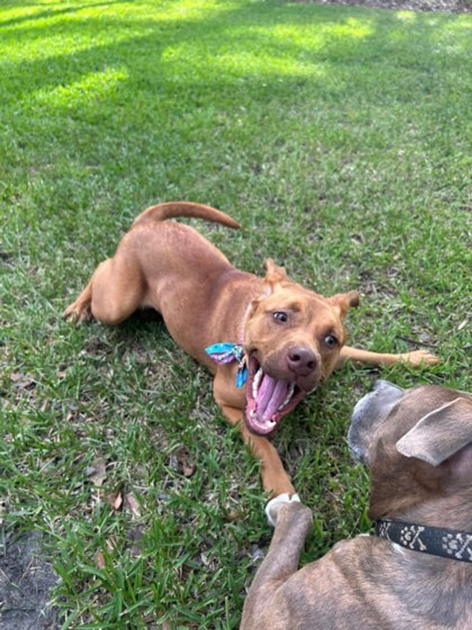Dog available for adoption