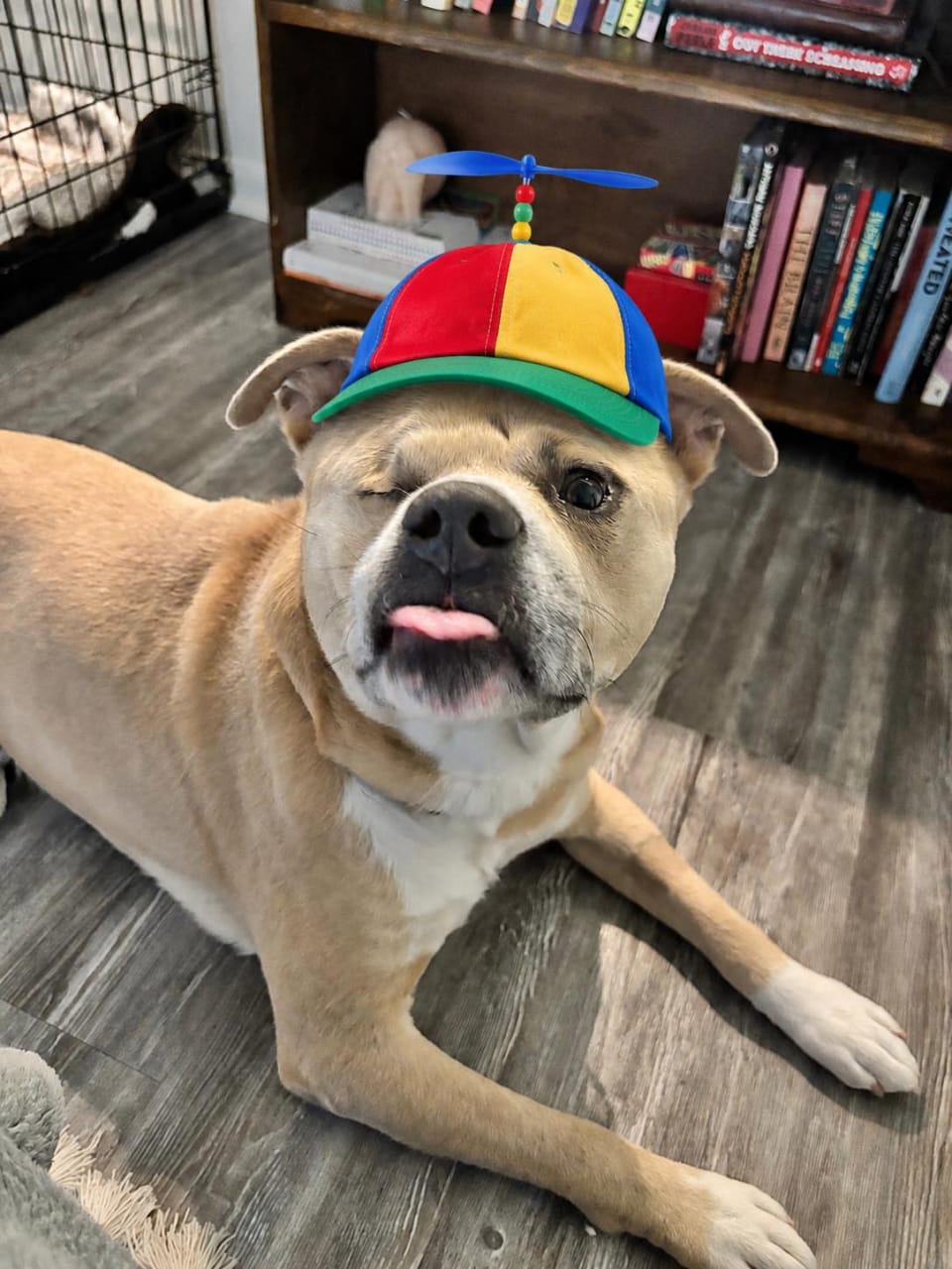 Dog available for adoption