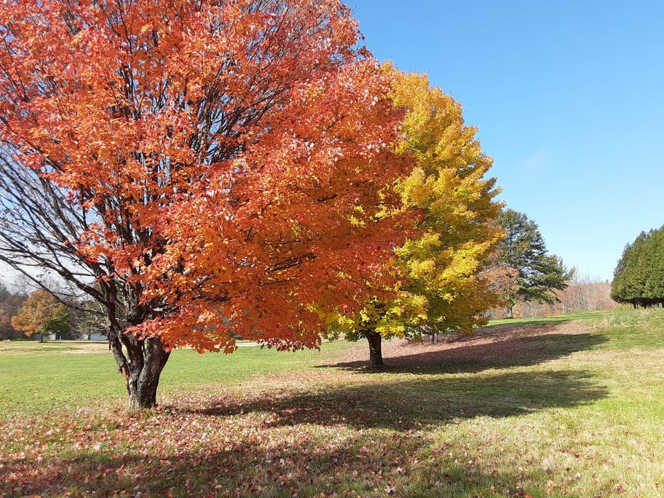 Fall foliage at the Country Club Road Site
