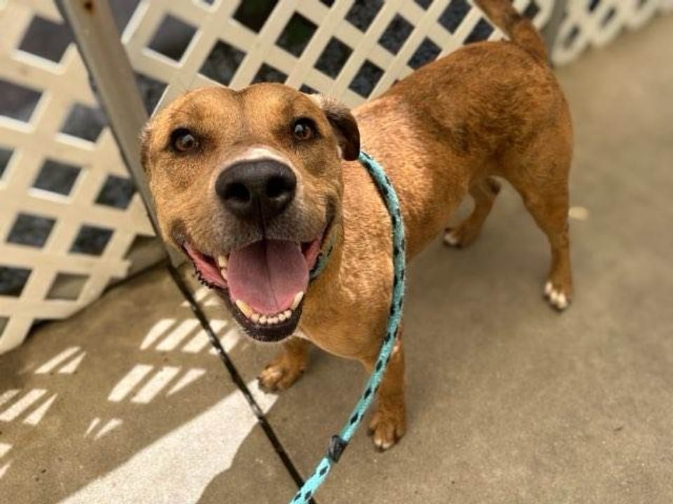 Dog available for adoption