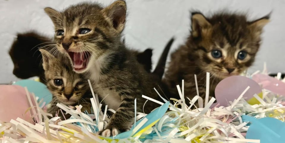 Kittens on a party table