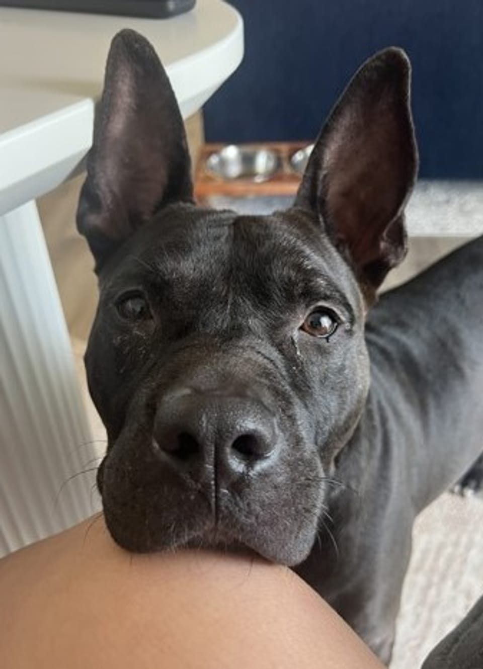 Dog available for adoption