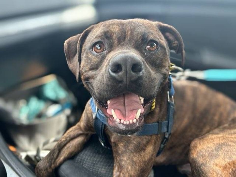 Dog available for adoption