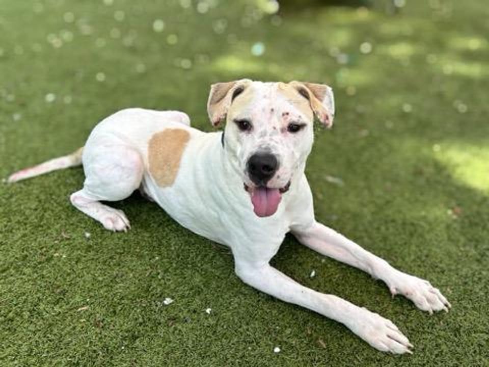 Dog available for adoption