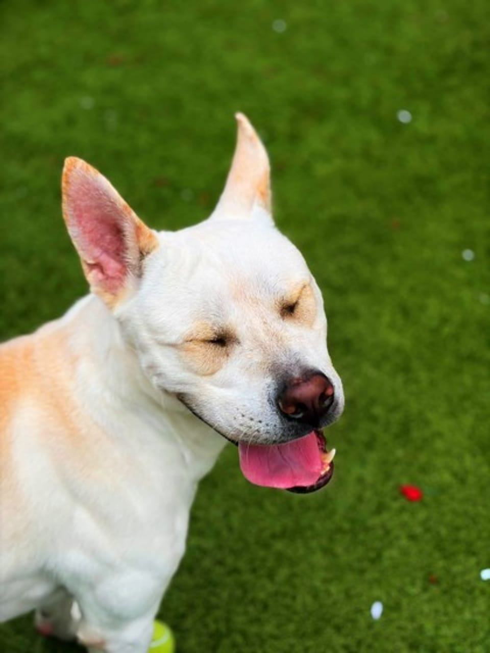 Dog available for adoption