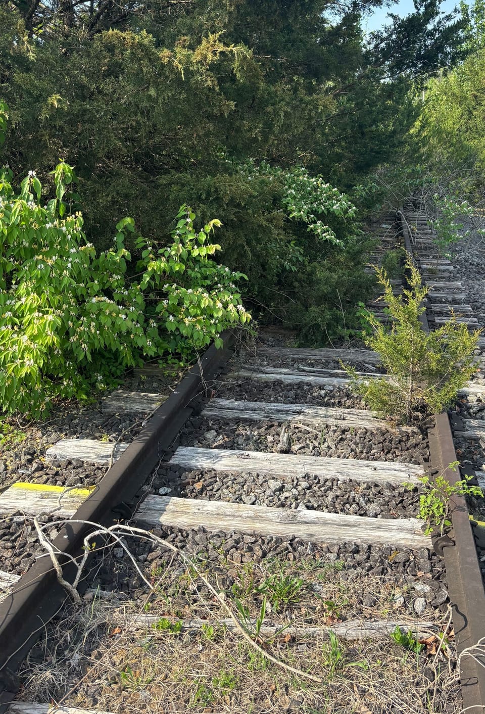Picture of the trail along Fairbanks Avenue. 