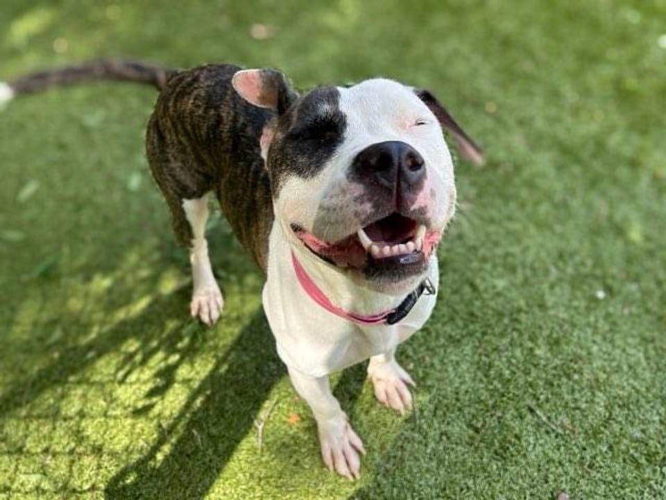 Dog available for adoption