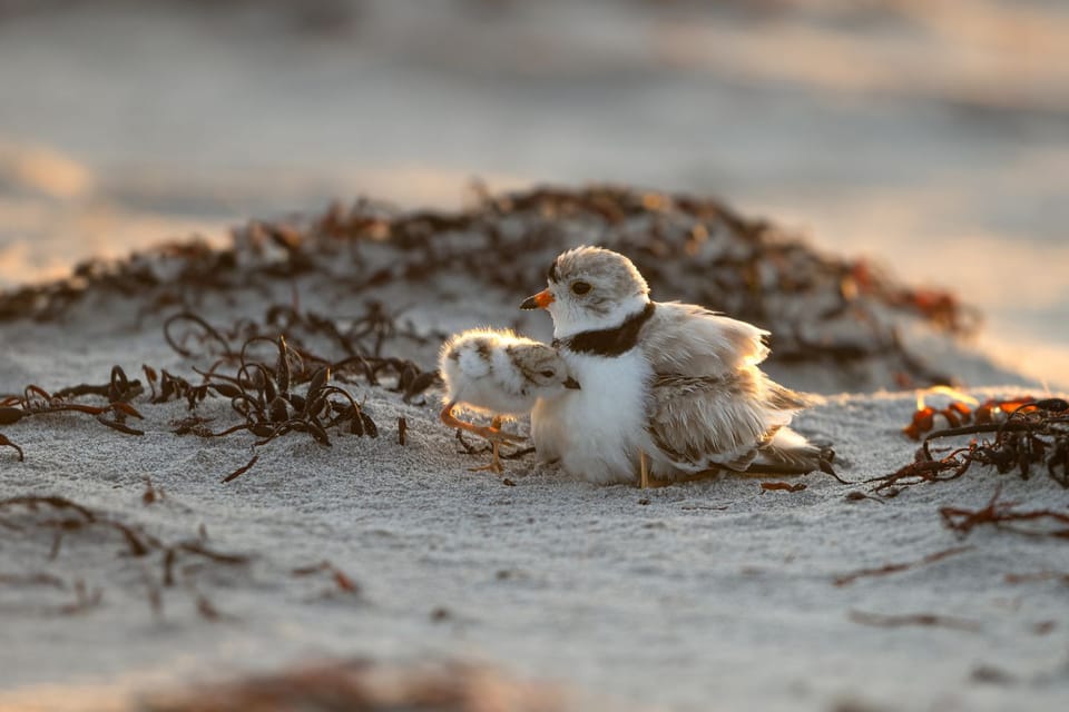 Pipping Plover nest