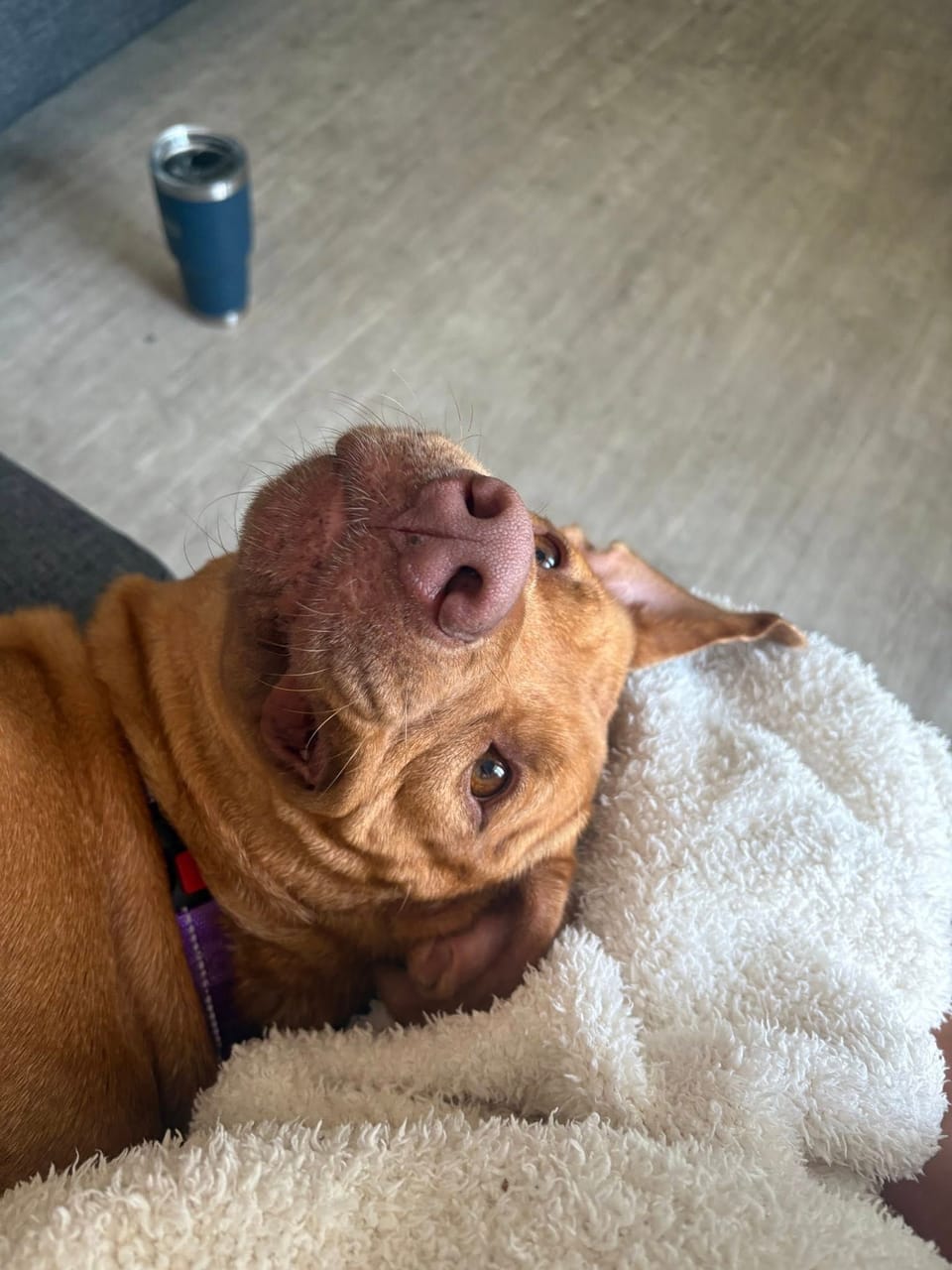 Dog available for adoption