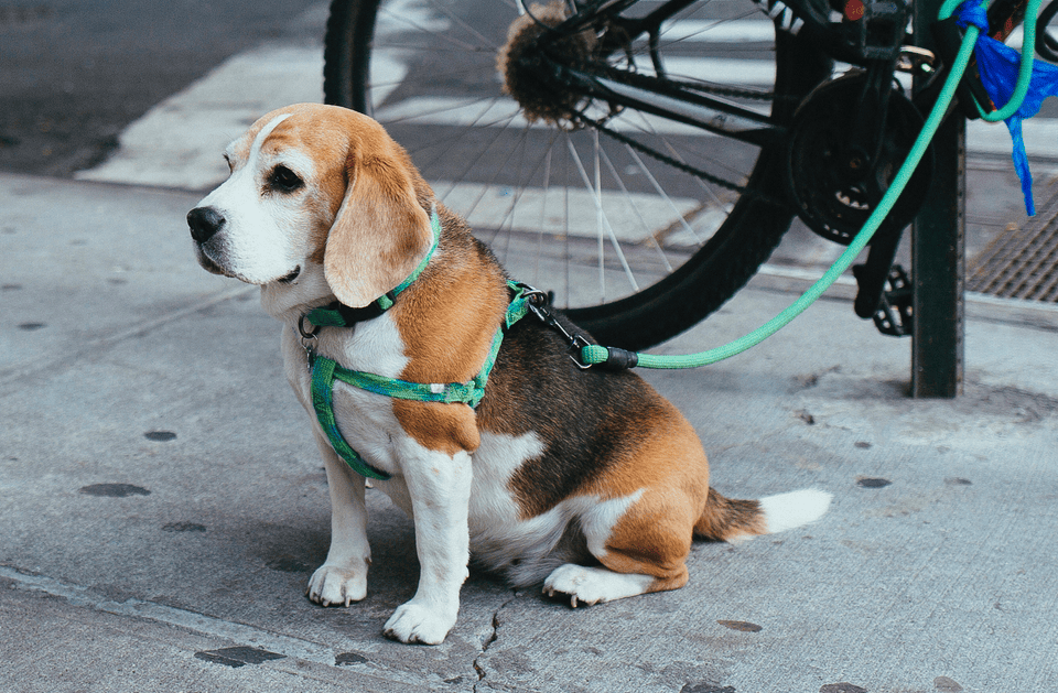 dog on leash