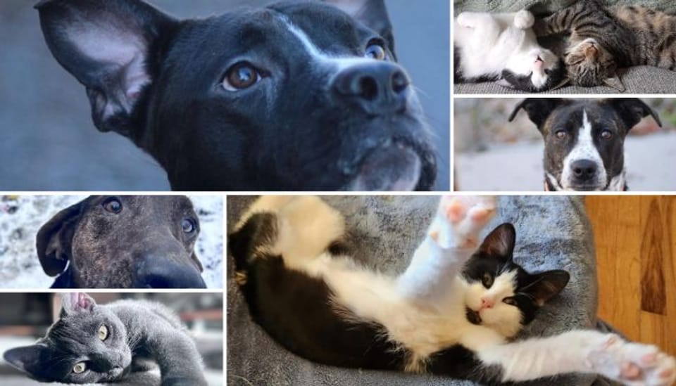 shelter animal collage